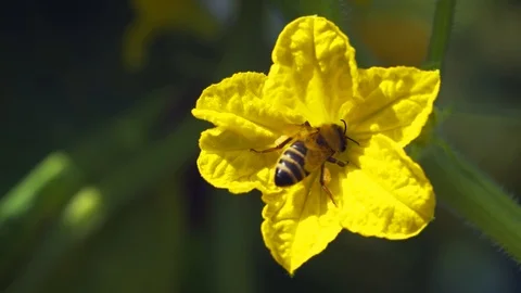 Honey bee, working to collect pollen from yellow cucumber blossom Stock Footage 100078997