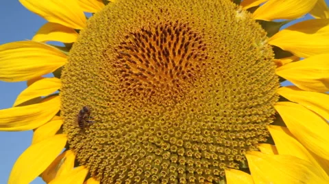Honey bee working, collecting, gathering, pollen, agriculture, sunflower Stock Footage 53301276