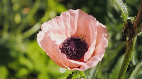 Honey bee working, flying over beautiful purple flower, gathering nectar Stock Footage 204078628