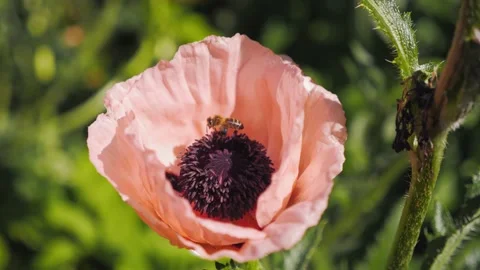 Honey bee working, flying over beautiful purple flower, gathering nectar Stock Footage 204837646