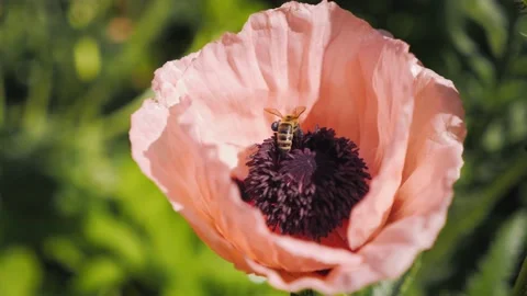 Honey bee working, flying over beautiful purple flower, gathering nectar Stock Footage 206002577