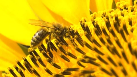 Honey bee working hard in the middle of a yellow sunflower. Vidéo 81622792