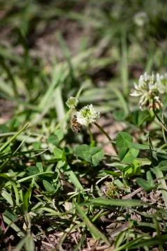 Honey Bee Working Stock Photos