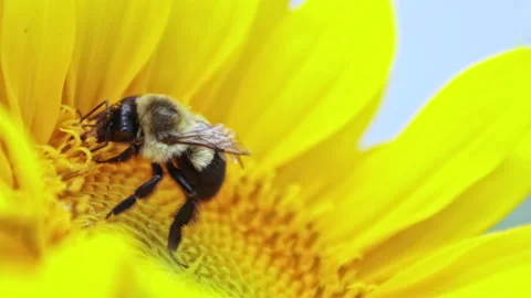Honey Bee Working on Sunflower - Close Up Stock Footage 162274622