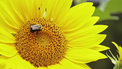 Honey Bee Working on a Sunflower Close Up-Traffic Goes By Video stock 162277323