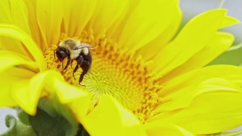 Honey Bee Working on Sunflower Close Up Video stock 162768202