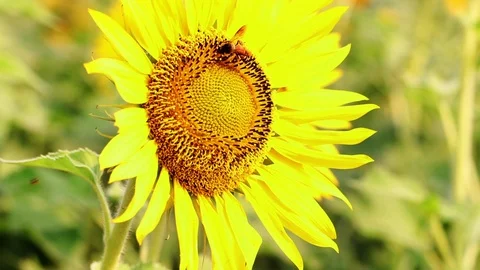 Honey bee working on the Sunflower Stock Footage 107299310