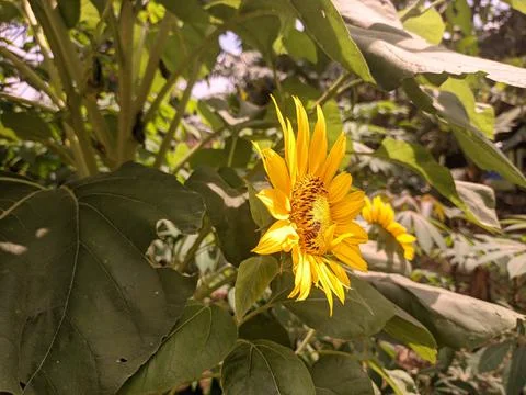 Honey bee2 Stock Photos