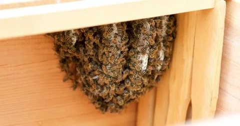 Honey Beehive 動画素材 198880253
