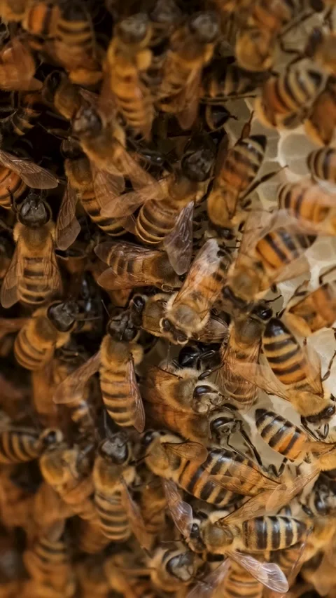 Honey Beehive Vertical Video Stock-Footage 334874392