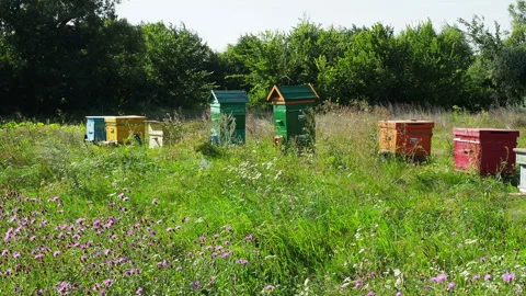 Honey beehives. Stock-Footage 128910351
