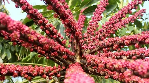 Honey-bees 2 Stock Footage 21425102