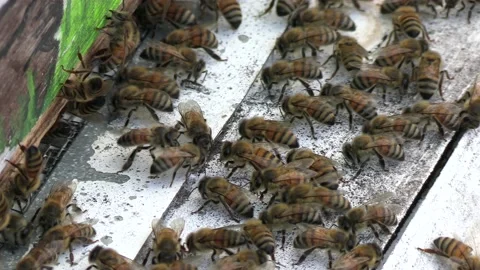 Honey bees #2 Stock Footage 154883030