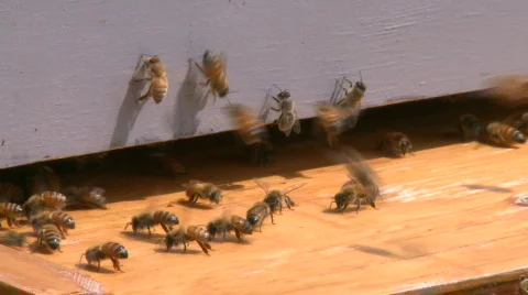 Honey Bees 6 Stock Footage
