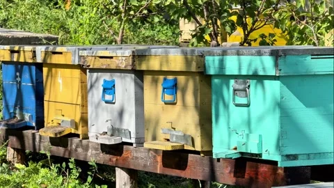 Honey Bees Active Around Five Beehives in a Sunny Garden Stock Footage 345871189