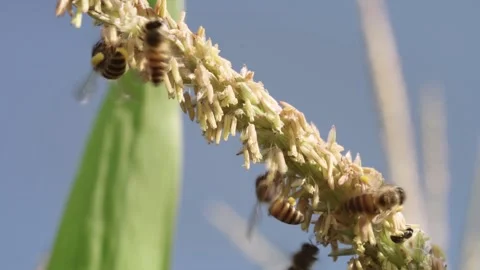 Honey bees actively collecting pollen from a flowering corn tassel under br.. 库存影片 344517229