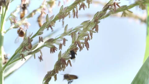 Honey bees actively forage and collect pollen from flowering corn tassels i.. Stock Footage 344517283