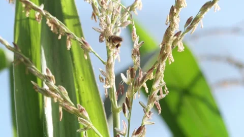 Honey bees actively forage and collect pollen from flowering corn tassels i.. 库存影片 344517316