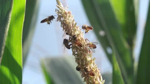 Honey bees actively forage for pollen on flowering corn tassels in bright n.. 库存影片 344517278