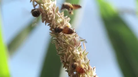 Honey bees actively foraging for pollen on flowering corn tassels in bright.. Stock Footage 344517300