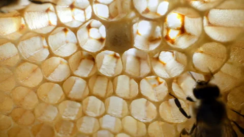 Honey bees actively working inside hive among bright yellow honeycomb. Close-up  Stock Footage 337674704