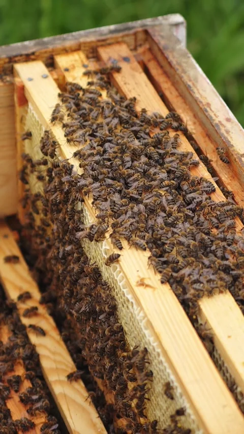 Honey bees activity on honeycomb frames in beehive dynamic video footage, a.. Video stock 337641028