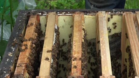 Honey Bees and the beekeeper Stock Footage 239733928