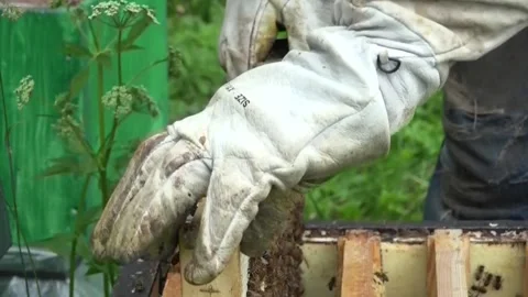 Honey Bees and the beekeeper working Stock Footage 239732947