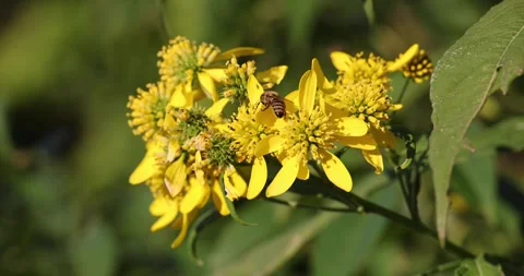 Honey Bee's and Bumble Bee's search for pollen on same flowers Stock Footage 250552545