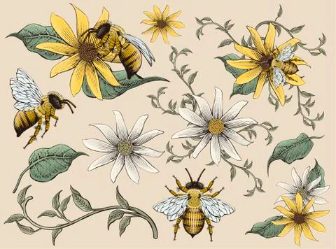 Honey bees and flowers elements Illustrazione stock