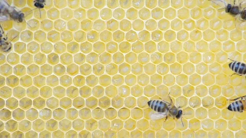 Honey bees and larvae. Stock Footage