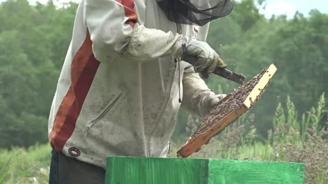 Honey Bees and an unrecognizable beekeeper working on it Stock Footage 239666842