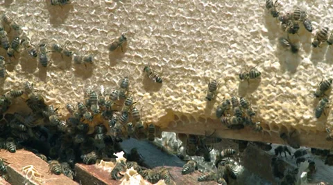 Honey - Bees apiculture 01 Video stock 32655145