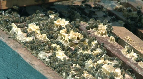 Honey - Bees apiculture 03 库存影片 32636992