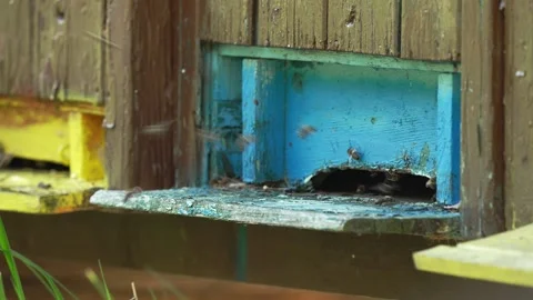 Honey bees (Apis) flying into their hive, beekeeping, Muetzel, Jerichower Land, Stock Footage 334895355