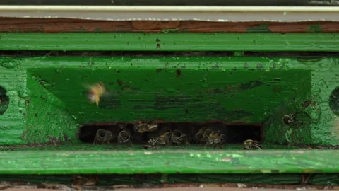 Honey bees (Apis) flying into their hive, beekeeping, close-up, Muetzel, Stock Footage 334895363