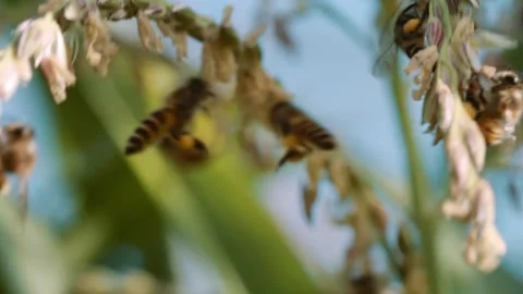 Honey bees of the Apis genus foraging on a flowering plant, with visible ye.. Stock Footage 345793147