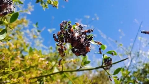 Honey bees are staring at the trees Stock Footage 170173218