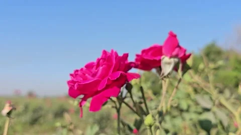 The honey bees are sucking nectar from the rose flowers in organic flowers farm Stock Footage 315935106
