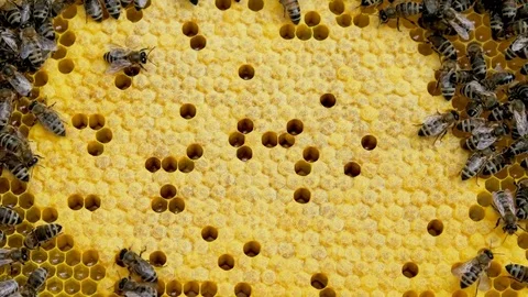 Honey bees in a bee hive. Video stock 79730165