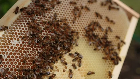 Honey bees on the bee hive Video stock 94880217