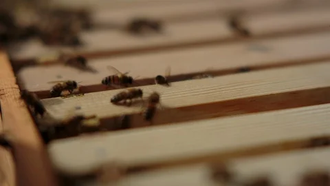 Honey bees on the bee hive Stock Footage 94880237