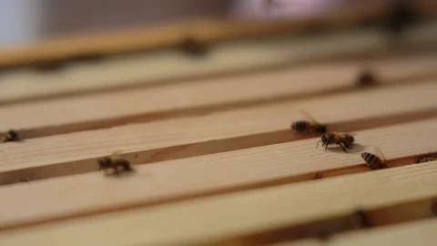 Honey bees on the bee hive Stock Footage 94880244