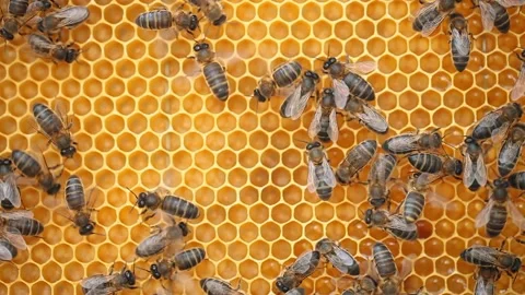 Honey Bees in a beehive close up Stock Footage 232919388