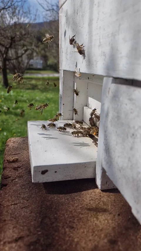 Honey bees beehive slow motion Stock Footage 238926326