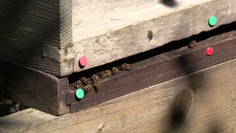 Honey Bees on beekeepers beehive Stock Footage 79539677