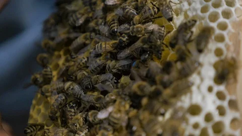 Honey bees on beeswax Stock Footage 108736087