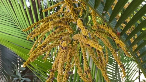 Honey bees behavior Vídeos de archivo 295435571