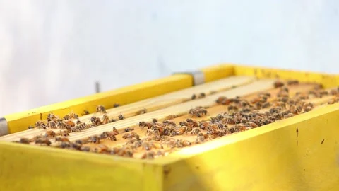 Honey Bees in a box backyard hive Vídeo Stock 154752165