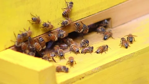 Honey Bees in box hive Vídeo Stock 154752121